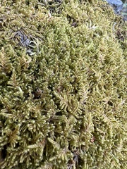 Pleurozium schreberi