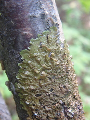 Melanelixia subaurifera