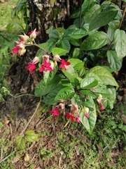 Clerodendrum