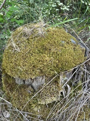 Pleurozium schreberi