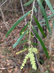 Acacia floribunda