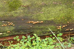 Pseudomerulius curtisii