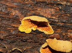 Pseudomerulius curtisii