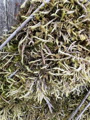 Pleurozium schreberi