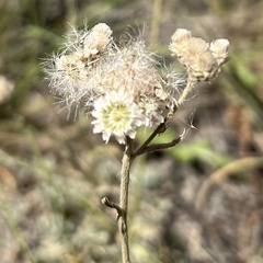 Antennaria parvifolia