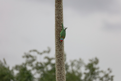 Glossopsitta concinna