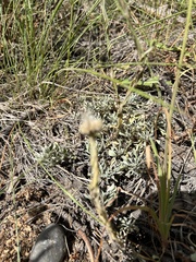 Antennaria parvifolia
