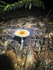 Leucoagaricus rubrotinctus
