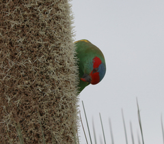 Glossopsitta concinna