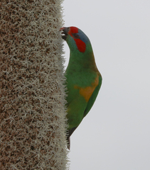 Glossopsitta concinna