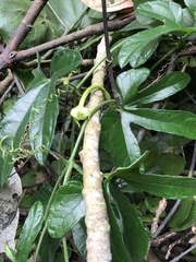 Trichosanthes pilosa