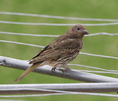 Sphecotheres vieilloti