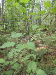 Juniperus communis saxatilis