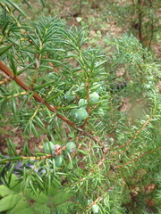 Juniperus communis saxatilis