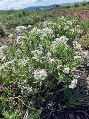 Tournefortia sibirica