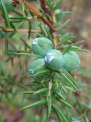 Juniperus communis saxatilis
