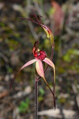 Caladenia fulva