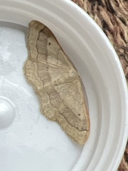 Idaea aversata