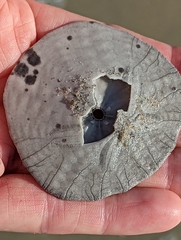 Dendraster excentricus