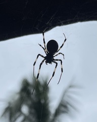 Nephilengys malabarensis