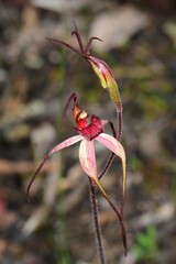 Caladenia fulva