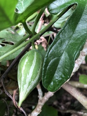 Trichosanthes pilosa