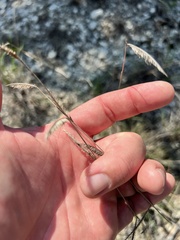 Bouteloua pectinata