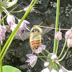 Bombus flavifrons