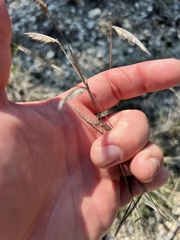 Bouteloua pectinata