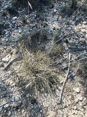 Bouteloua pectinata