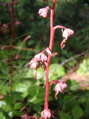 Pyrola asarifolia incarnata