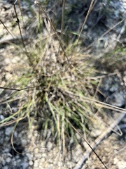 Bouteloua pectinata