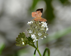 Calephelis arizonensis