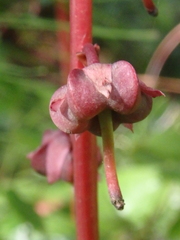 Pyrola asarifolia incarnata