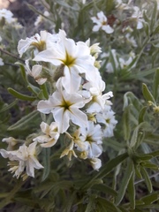 Tournefortia sibirica