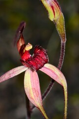 Caladenia fulva