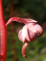 Pyrola asarifolia incarnata
