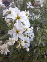 Tournefortia sibirica