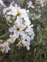 Tournefortia sibirica