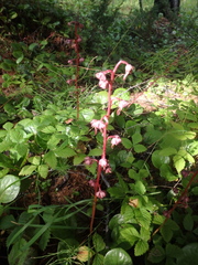 Pyrola asarifolia incarnata