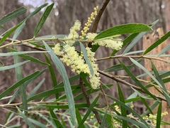 Acacia floribunda