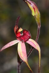 Caladenia fulva