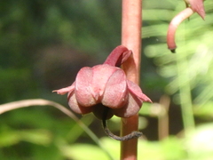 Pyrola asarifolia incarnata