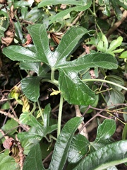 Trichosanthes pilosa