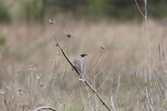 Philemon corniculatus