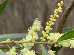 Acacia floribunda
