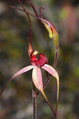 Caladenia fulva
