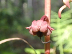 Pyrola asarifolia incarnata