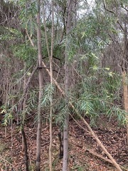 Acacia floribunda