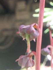 Pyrola asarifolia incarnata